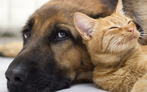 Pirapora do Bom Jesus retoma programa de castração gratuita de animais 