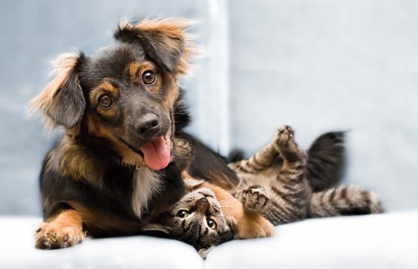 Programa de castração gratuita de cães e gatos será retomado em Franco da Rocha