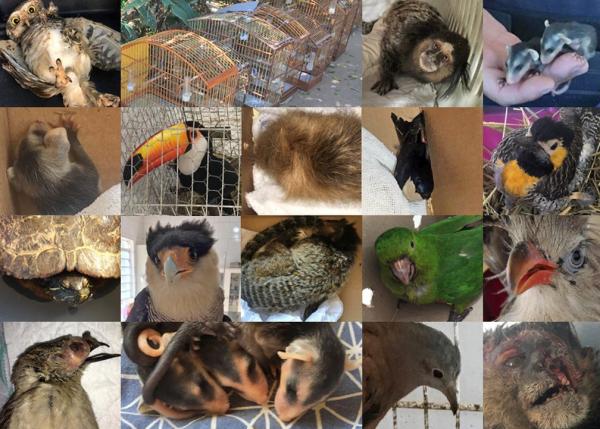 Em uma semana, Mata Ciliar de Jundiaí resgata mais de 150 animais 