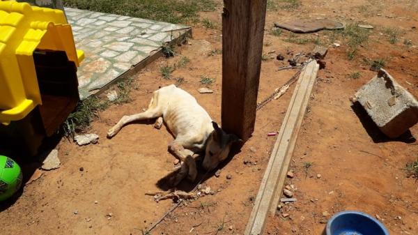 Cão com sinais de maus-tratos é encontrado em residência em Jundiaí 