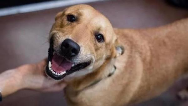 Cachorrinha Sol é jurada de morte por carta anônima