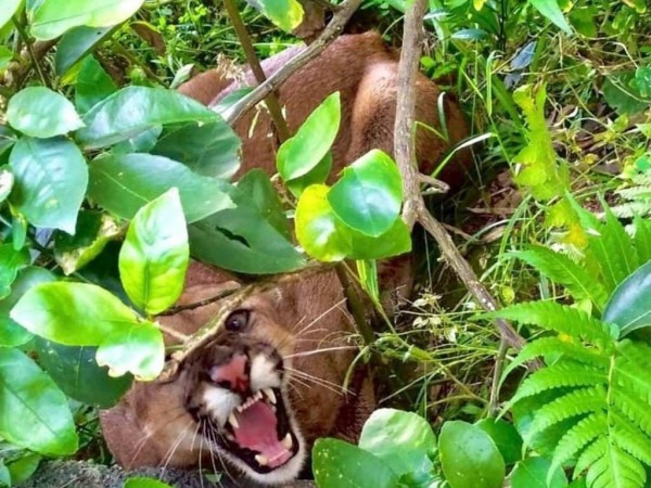 Onça-parda é flagrada em residência em Campo Limpo Paulista 