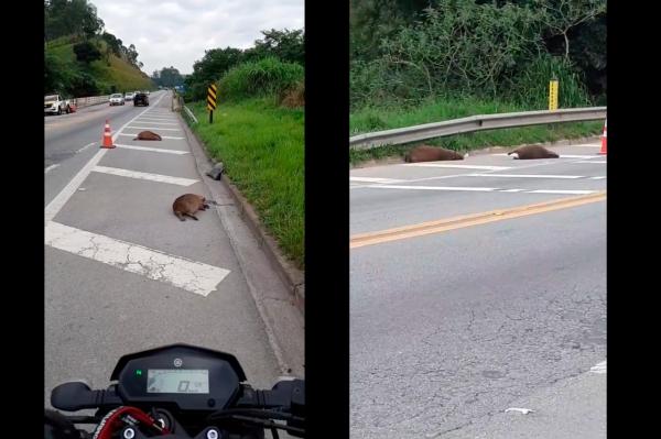 Família de capivaras é atropelada e abandonada em meio fio de Rodovia em Cajamar 