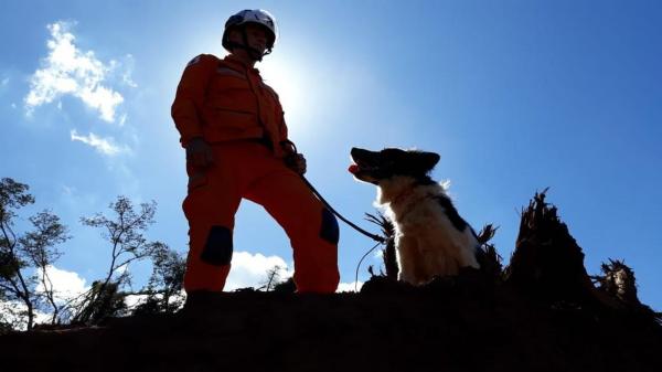 Thor, cão que atuou nas buscas em Mariana e Brumadinho, morre aos 5 anos