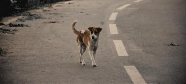 Lei obriga motorista a socorrer animal que atropelar nas ruas de São Paulo