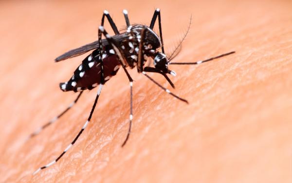 Ações de prevenção contra o mosquito Aedes aegypti são realizadas em Cajamar