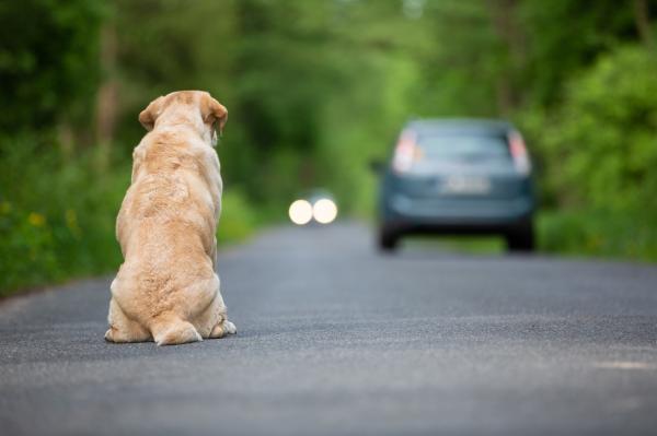 Prefeitura lança campanha contra abandono e maus-tratos de animais em Cajamar