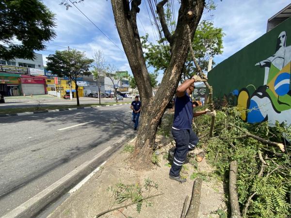 Defesa Civil realiza poda preventiva de árvores na Av. Tenente Marques