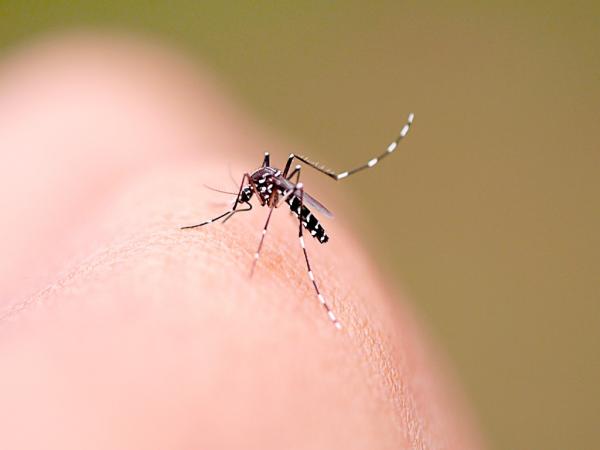 Dengue: Brasil tem mais de 30 mil casos notificados nas primeiras semanas de 2020; São Paulo concentra 30,4% das notificações do país.