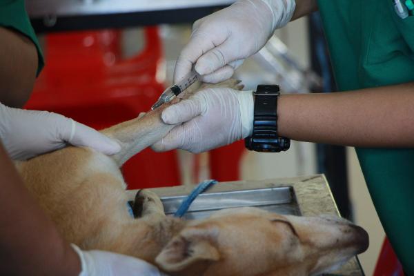 UBS Animal comemora três anos em Cajamar priorizando cuidados essenciais para os animais de estimação