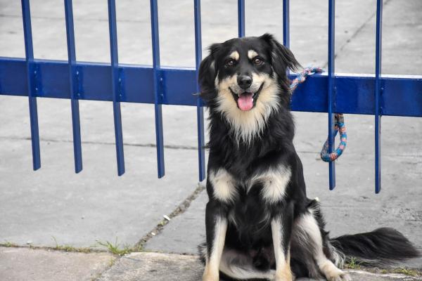 Programa Saúde Animal é destaque em assistência e cuidado aos animais em Cajamar