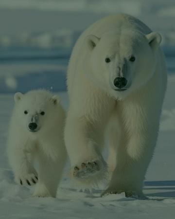 Primeira Ursa polar nascida na América Latina 