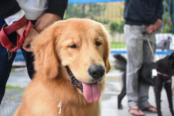 Cirurgias de castração de cães e gatos estão suspensas em Cajamar