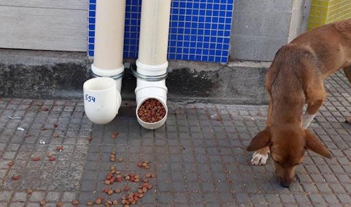 Projeto vai instalar comedouros para cães abandonados nas ruas de Cajamar