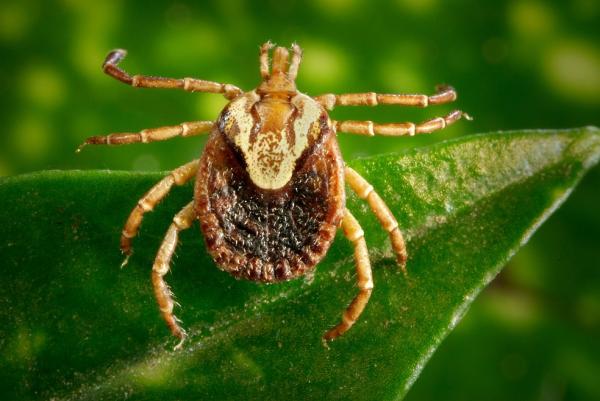  Mortes por suspeita de febre maculosa são investigadas em Cabreúva