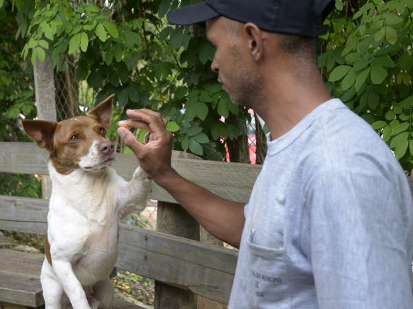 App da Prefeitura ajuda a denunciar maus tratos contra animais